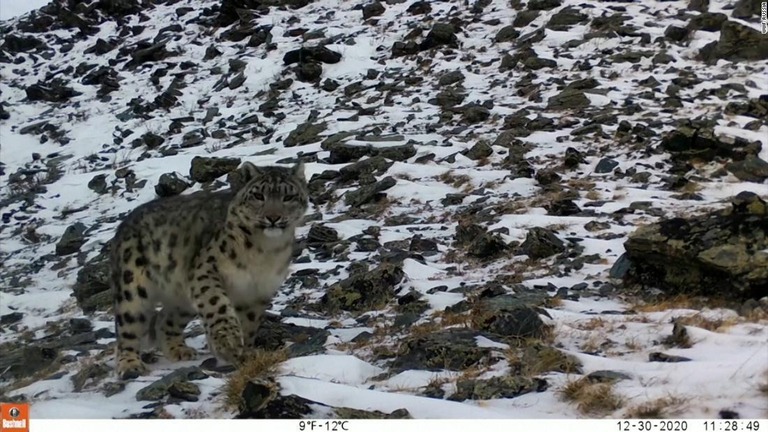 カザフスタン東部で珍しい野生のユキヒョウの姿の撮影に成功した/WWF Russia