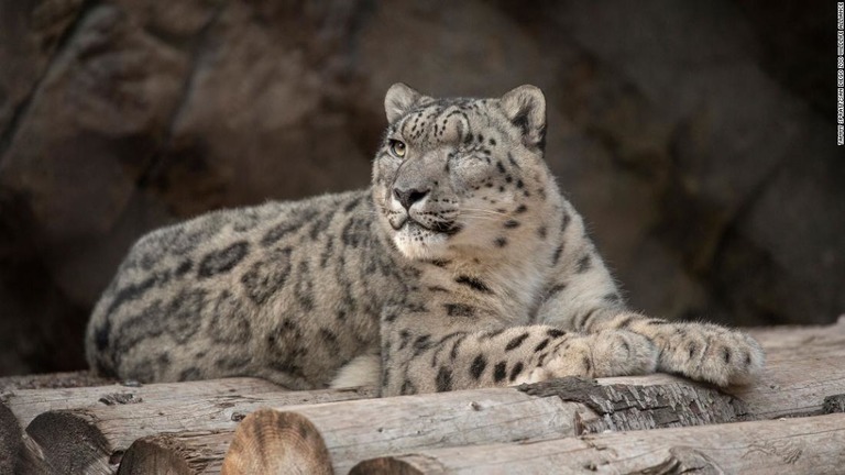 新型コロナウイルス検査で陽性反応が出たオスのユキヒョウ＝米サンディエゴ動物園/Tammy Spratt/San Diego Zoo Wildlife Alliance