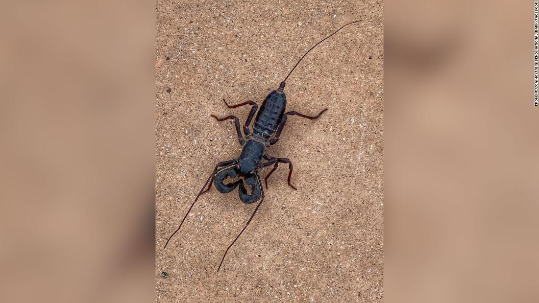 Cnn Co Jp 酢酸を噴射するサソリモドキ 国立公園で繁殖シーズン 米テキサス州 Cnn Co Jp 酢酸を噴射するサソリモドキ 国立公園で繁殖シーズン 米テキサス州