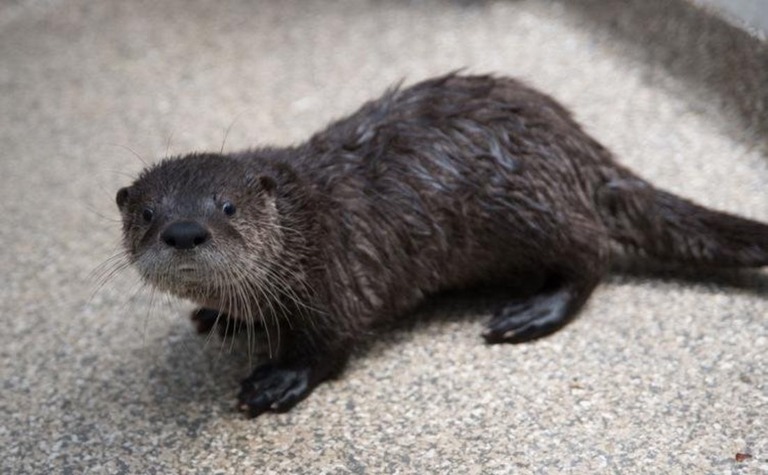 保護されたみなしごのカワウソが動物園で手厚い保護を受けている/Michael Durham/Oregon Zoo