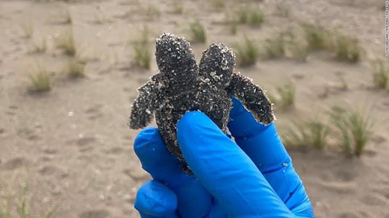 ボランティアが発見した２つの頭をもつウミガメの赤ちゃん/South Carolina State Parks/Facebook