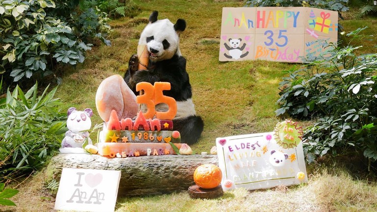 香港海洋公園（オーシャンパーク）で飼育されている雄パンダの「安安（アンアン）」が３５歳の誕生日を迎えた/SW