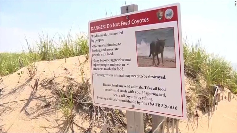 米東部の国立公園内の海岸で、コヨーテが幼児を襲う騒ぎがあった/WCVB