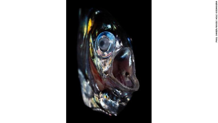 ムネエソ。目が上に寄っているのは自分の上方にいる獲物を狙うため。種類によっては夜間、水面下１５００メートルから浅い層へと泳いできてえさを取る。/Paul Caiger/Woods Hole Oceanogra