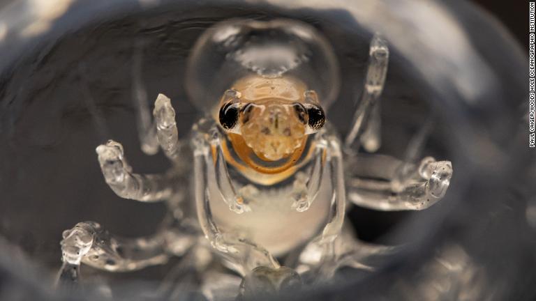 小型で半透明の甲殻類動物フロニマ。サルパと呼ばれるゼラチン質の動物プランクトンをえさとする/Paul Caiger/Woods Hole Oceanographic Institution