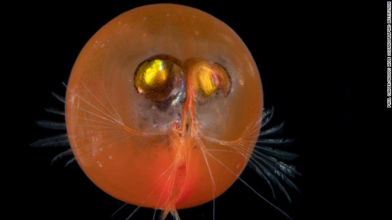 ジャイアント・オストラコッドと呼ばれる貝虫類の一種。平均的な貝虫類の３０倍以上の大きさだが、それでも２．５センチ程度しかない/Paul Caiger/Woods Hole Oceanographic Institution