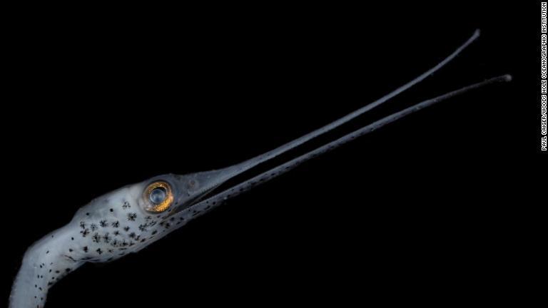 シギウナギ。椎骨(ついこつ)の数が750と、米ウッズホール海洋研究所(WHOI)によれば地球上のどの種よりも多い/Paul Caiger/Woods Hole Oceanographic Institution