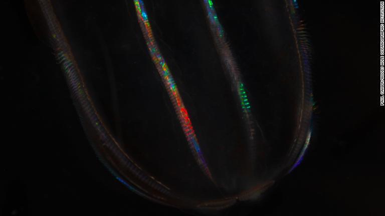 クシクラゲ。発光しながら繊毛(せんもう)を使って動き回る/Paul Caiger/Woods Hole Oceanographic Institution