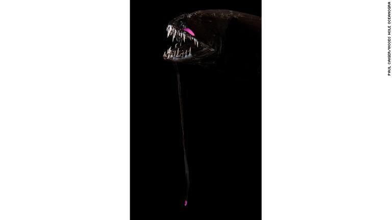 恐ろしい牙を持つバーベルド・ドラゴンフィッシュ。メスにはあごから垂れ下がった疑似餌がある。長いものでは５１センチに達する/Paul Caiger/Woods Hole Oceanogra