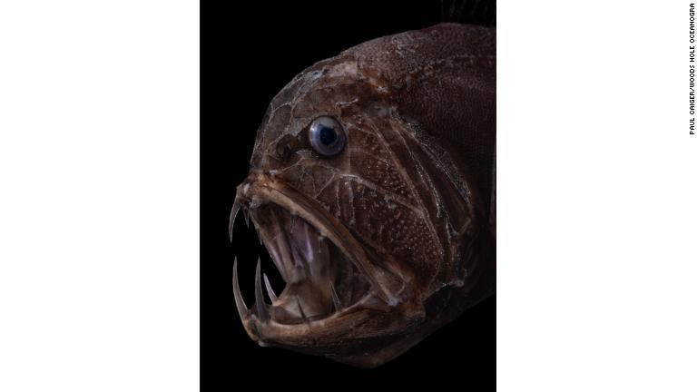 キンメダイの仲間の深海魚、オニキンメ/Paul Caiger/Woods Hole Oceanogra