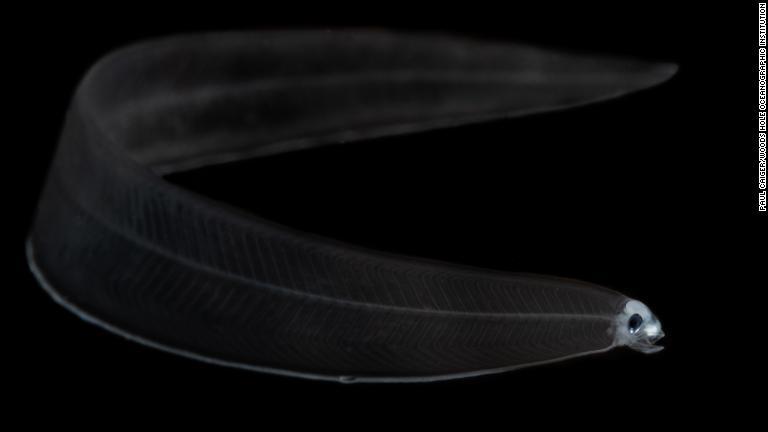 ウナギの幼体、レプトケファルス。体長は５ミリを下回ることもある/Paul Caiger/Woods Hole Oceanographic Institution