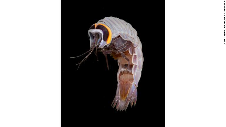 クラゲノミと呼ばれる甲殻類。動物性プランクトンのサルパに寄生する。成長しても大きさは１センチ余りにしかならない/Paul Caiger/Woods Hole Oceanogra