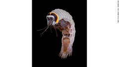 クラゲノミと呼ばれる甲殻類。動物性プランクトンのサルパに寄生する。成長しても大きさは１センチ余りにしかならない