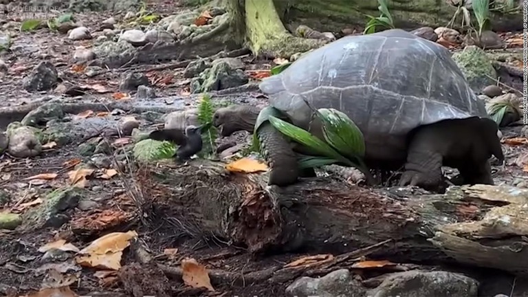 インド洋の島国セーシェル固有種のアルダブラゾウガメがひな鳥を襲う瞬間/Anna Zora/Fregate Island Foundation/University of Cambridge