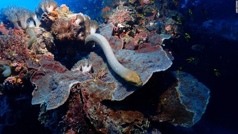 オリーブウミヘビは特定のサンゴ礁域に数多く生息する/Jack Breedon