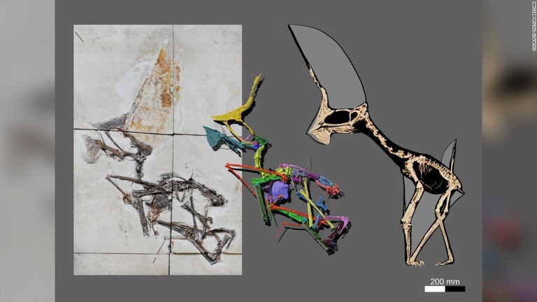 研究者らはＣＴスキャンを活用して翼竜の骨格を再現した/Courtesy Victor Beccari