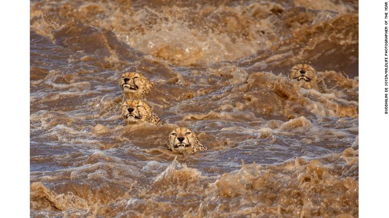 増水したケニアの川を泳ぐ４頭のチーター/Buddhilini de Soyza/Wildlife Photographer of the Year