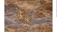 増水したケニアの川を泳ぐ４頭のチーター