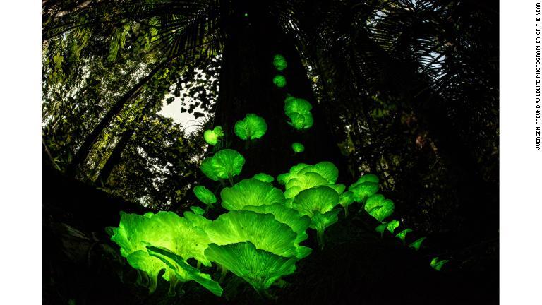 豪クイーンズランド州で撮影された菌類の一種/Juergen Freund/Wildlife Photographer of the Year