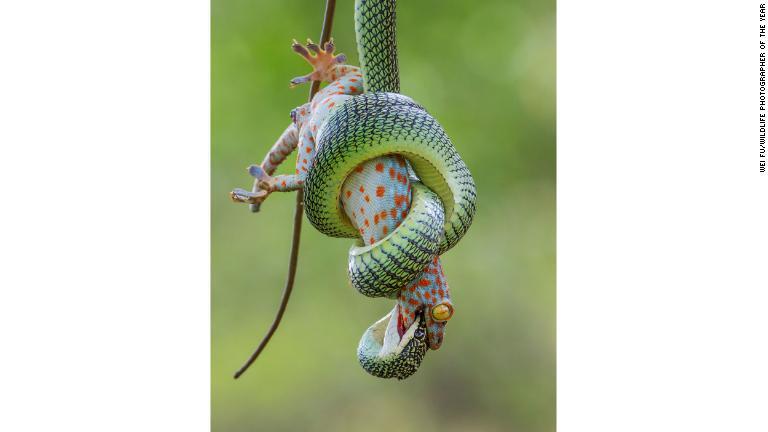 タイの写真家が撮影したゴールデントビヘビとトッケイヤモリの戦い/Wei Fu/Wildlife Photographer of the Year