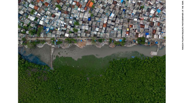 マングローブの繫茂する印アンドラプラデシュ州の湿地/Rakesh Pulapa/Wildlife Photographer of the Year