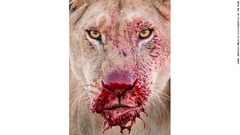 鼻口部を血で染めたメスのライオン。タンザニアのセレンゲティ国立公園で撮影
