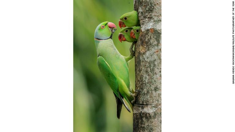 ３羽の雛にえさをやるワカケホンセイインコ/Gagana Mendis Wickramasinghe/Wildlife Photographer of the Year