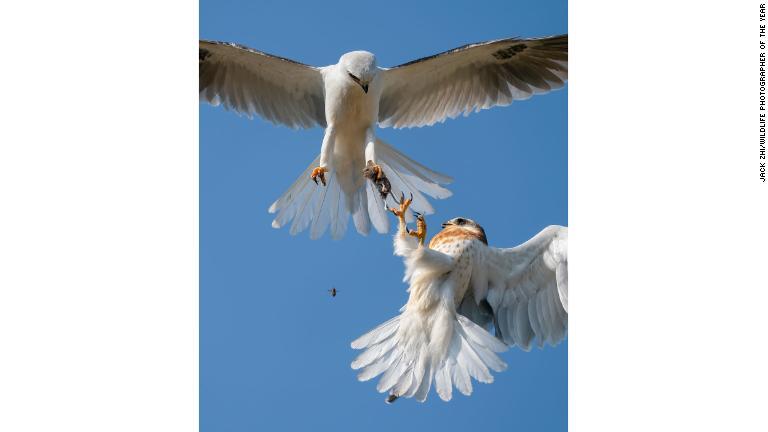 父から子へ生きたネズミを受け渡すオジロトビの親子/Jack Zhi/Wildlife Photographer of the Year