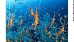 地中海の深部で撮影されたエビの一種の群れ