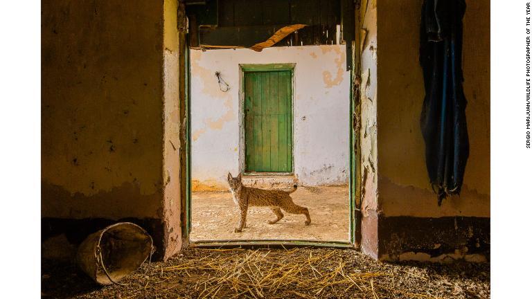 使われなくなった干し草置き場の戸口の前を通りかかるスペインオオヤマネコ/Sergio Marijuán/Wildlife Photographer of the Year