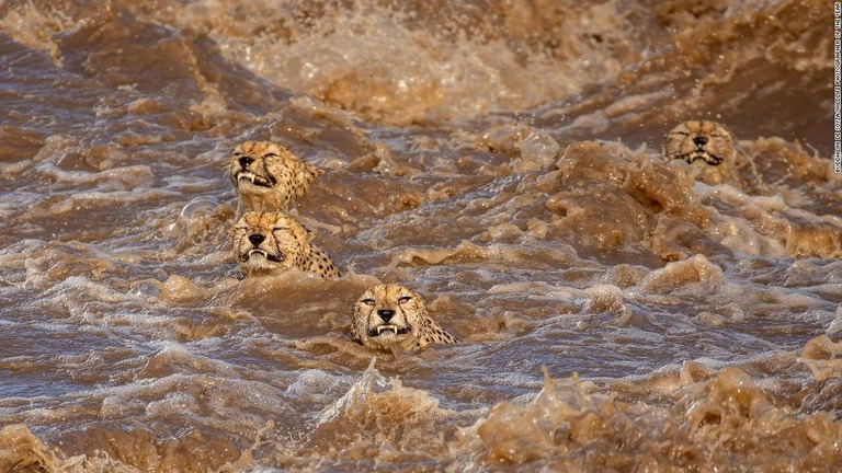 増水したケニアの川を泳ぐ４頭のチーター/Buddhilini de Soyza/Wildlife Photographer of the Year