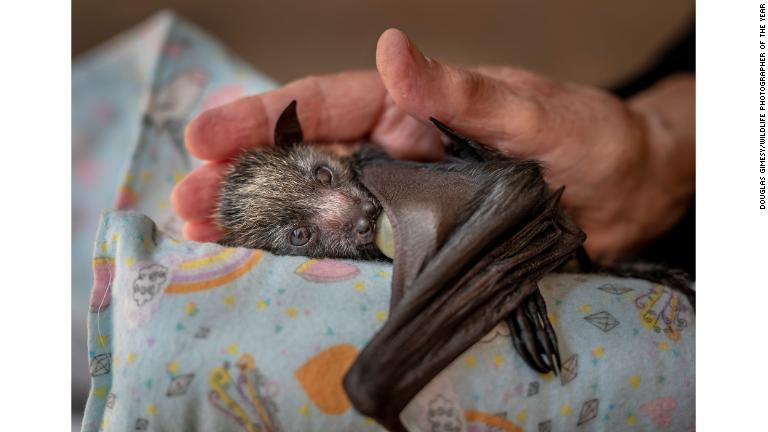 親を失ったオオコウモリ/Douglas Gimesy/Wildlife Photographer of the Year