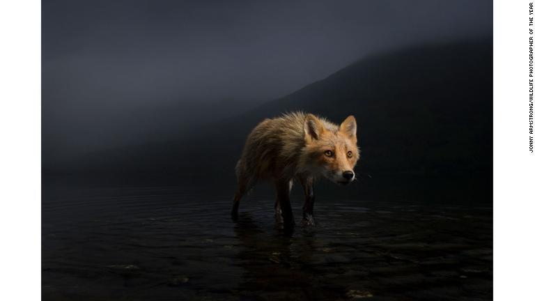 米アラスカ州で獲物を探すキツネ/Jonny Armstrong/Wildlife Photographer of the Year