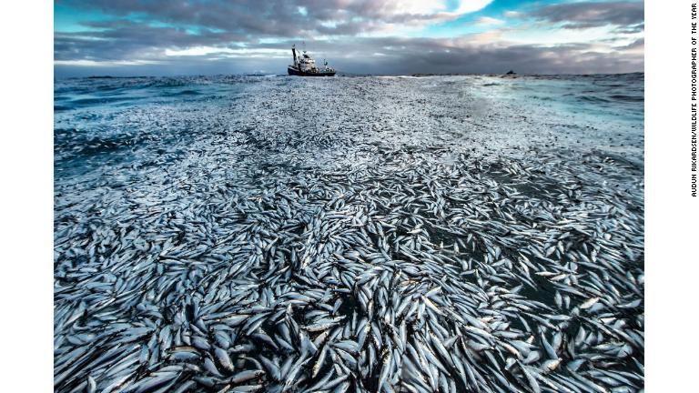 死んだ、もしくは死にかけた大量のニシンの写真は、ノルウェーの写真家が撮影。漁船のオーナーを相手取った訴訟で証拠として提出された/Audun Rikardsen/Wildlife Photographer of the Year