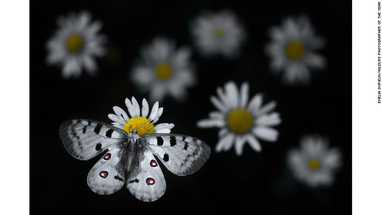 アポロウスバシロチョウがフランスギクの花にとまる。仏東部の自然公園で撮影/Emelin Dupieux/Wildlife Photographer of the Year