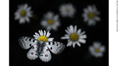 アポロウスバシロチョウがフランスギクの花にとまる。仏東部の自然公園で撮影