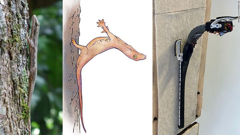 木にぶつかってのけぞるヤモリを再現したイラスト（中）とロボット（右）/Ardian Jusufi/Andre Wee