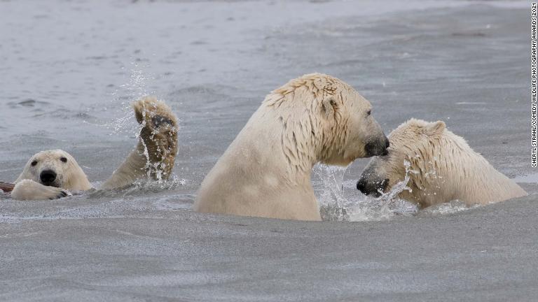 ホッキョクグマの母子の優しい場面をとらえた１枚＝米アラスカ州北部/Cheryl Strahl/Comedy Wildlife Photography Awards 2021