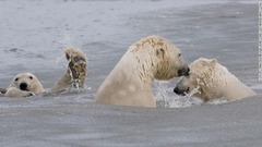 ホッキョクグマの母子の優しい場面をとらえた１枚＝米アラスカ州北部