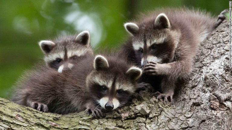 ひそひそ話をしているように見えるアライグマの子どもたち＝ドイツ/Jan Piecha/Comedy Wildlife Photography Awards 2021