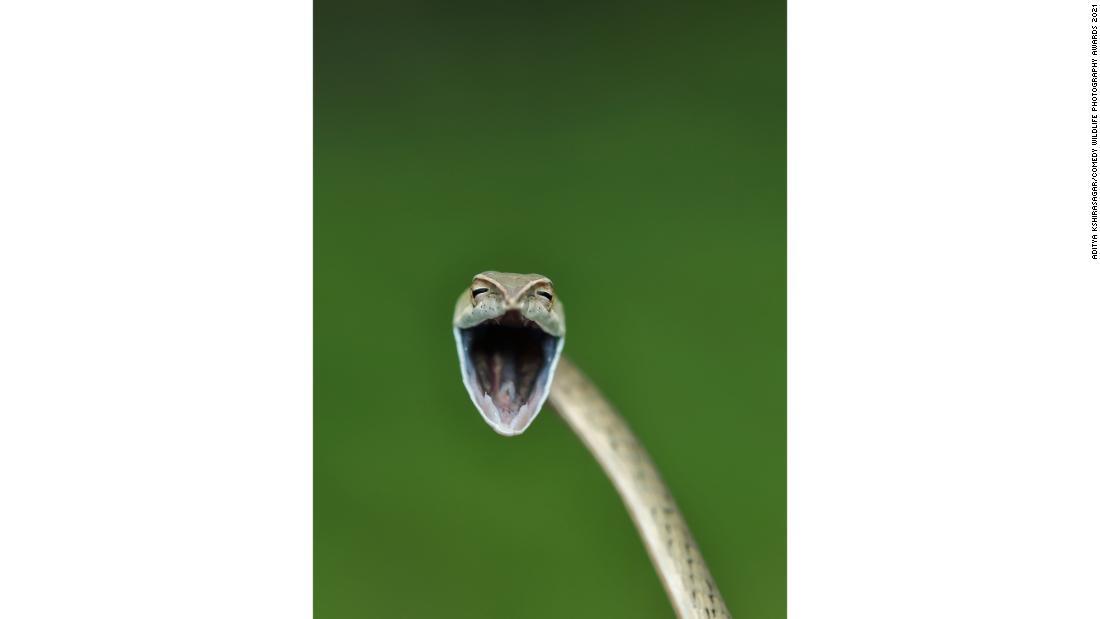 インドに生息するツルヘビ。口を大きく開いて威嚇する/Aditya Kshirasagar/Comedy Wildlife Photography Awards 2021