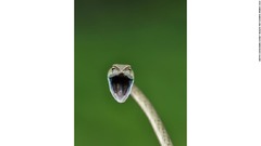 インドに生息するツルヘビ。口を大きく開いて威嚇する