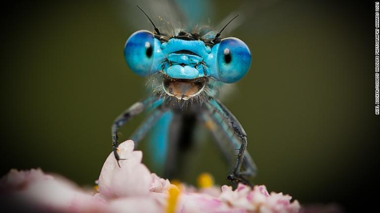 カメラに向かって笑っているように見えるトンボ/Axel Bocker/Comedy Wildlife Photography Awards 2021