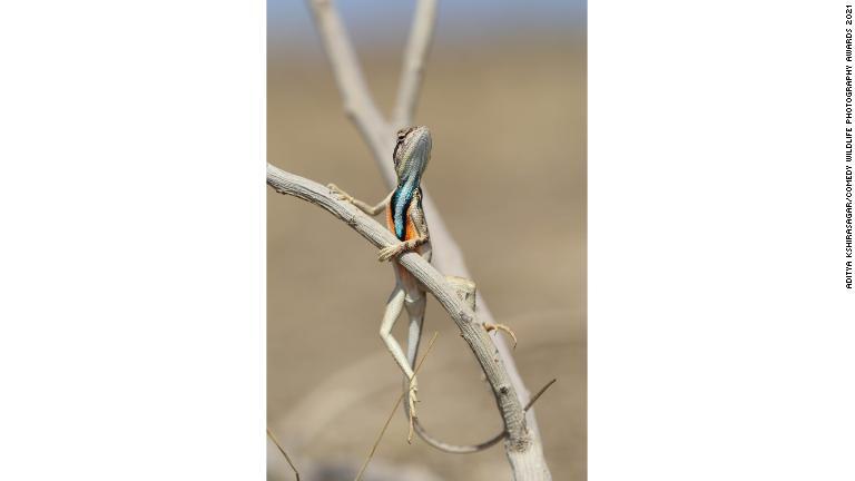 誇らしげに小枝の上に乗っかったトカゲ＝インド/Aditya Kshirasagar/Comedy Wildlife Photography Awards 2021