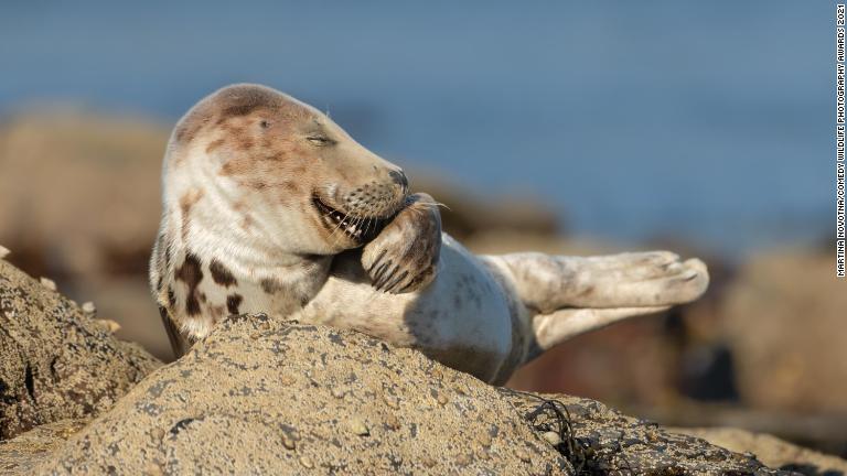 くすくす笑っているように見えるハイイロアザラシの子ども＝英/Martina Novotna/Comedy Wildlife Photography Awards 2021