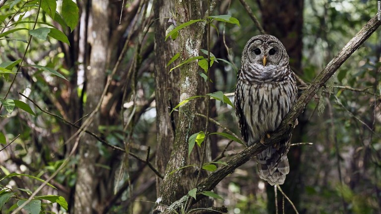 公園内にはアメリカフクロウをはじめ数多くの鳥類が生息する/Shutterstock