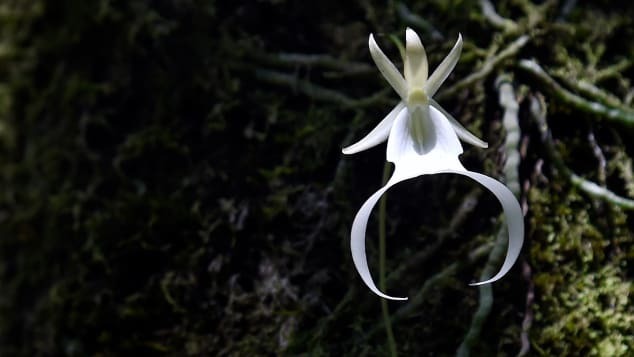 ファカハッチーの湿地帯に咲くゴーストオーキッドの花/Rhona Wise/AFP/Getty Images