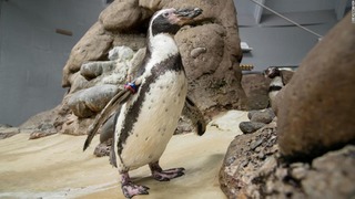 米オレゴン州の動物園で飼育されていた雄ペンギン「モチカ」が３１歳で死んだ