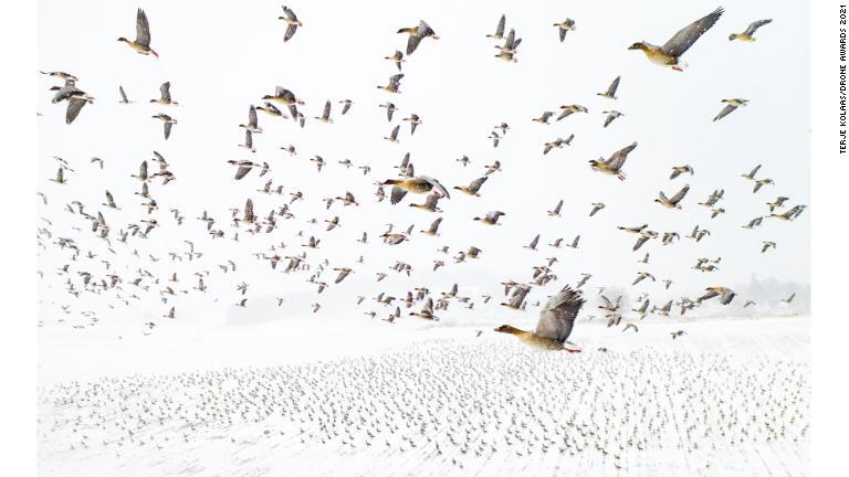 「ドローン・フォト・アワーズ」の大賞写真。ノルウェーの写真家タリエ・コーラス氏が雪で覆われた大地の上空を飛ぶ数千匹のコザクラバシガンを捉えた/Terje Kolaas/Drone Awards 2021