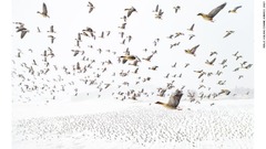 「ドローン・フォト・アワーズ」の大賞写真。ノルウェーの写真家タリエ・コーラス氏が雪で覆われた大地の上空を飛ぶ数千匹のコザクラバシガンを捉えた